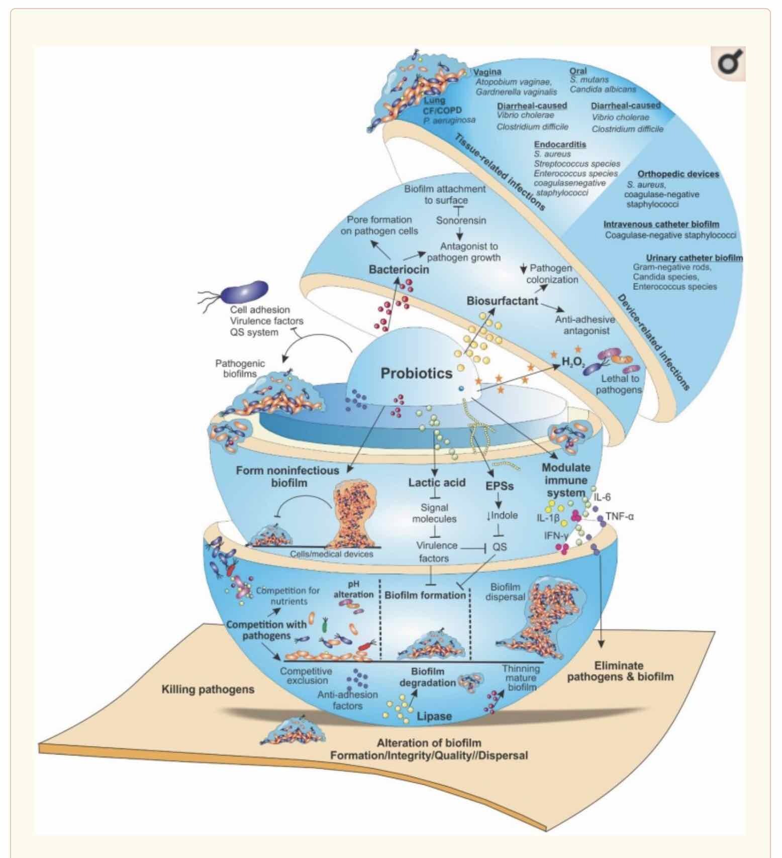 Image - Probiotics Targeting Biofilms