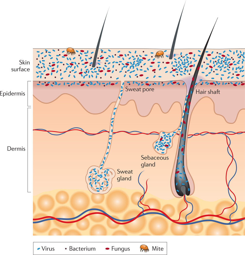 The Skin Biome - Figure 1