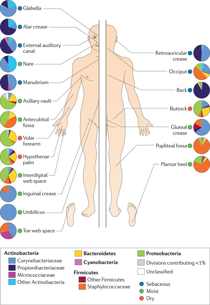 The Skin Biome - Figure 3